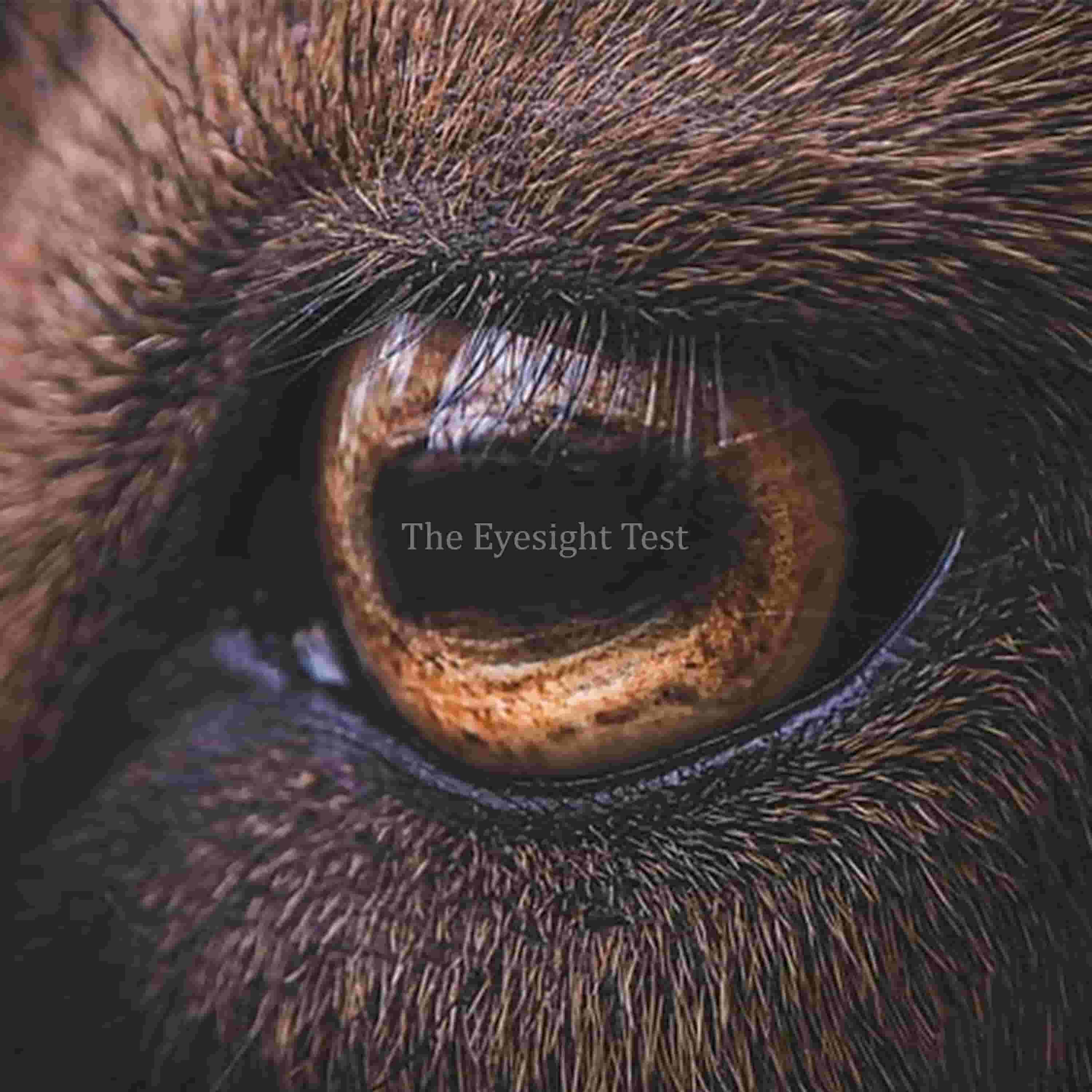 The_Eyesight_Test.jpg