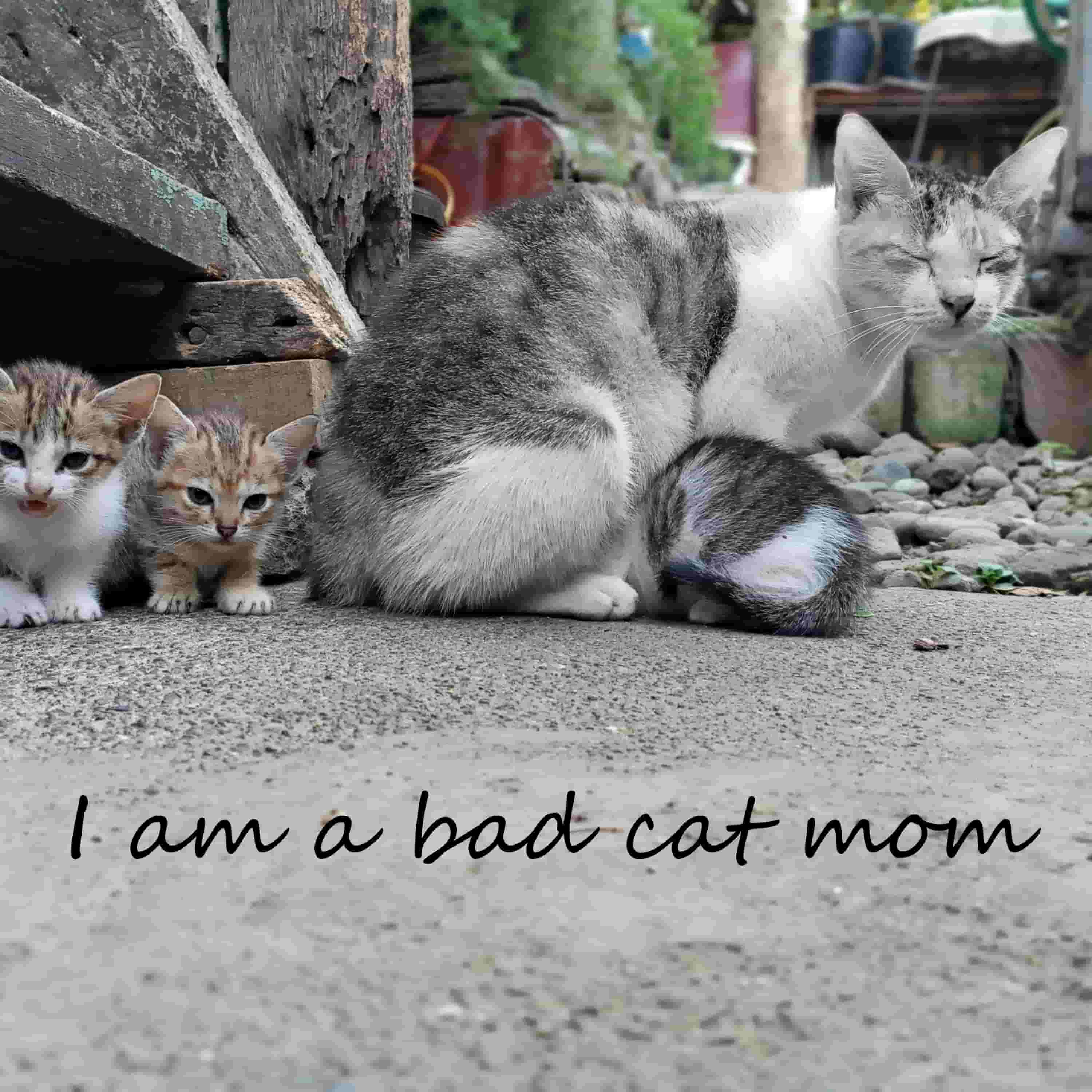 I_am_a_bad_cat_mom.jpg