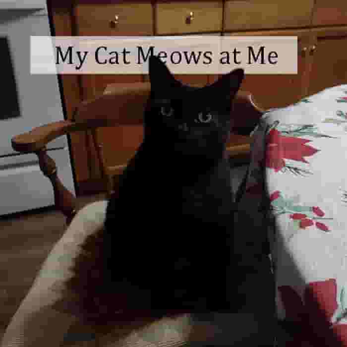 My_Cat_Meows_at_Me.jpg
